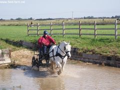 Photo - Horse & carriage negotiates water jump