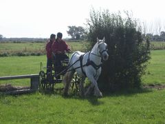 Photo - Horse & carriage on the FF XC course