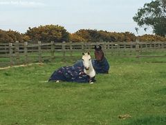 Photo - Our boys chilling in the paddock 