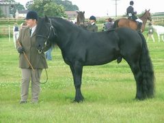 Photo - Ludworth Viking, In Hand Champ!!!!