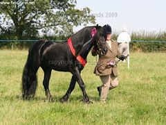 Photo - best stallion at showland native