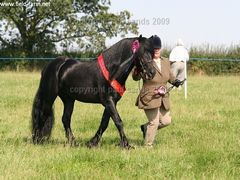 Photo - best stallion at showland native