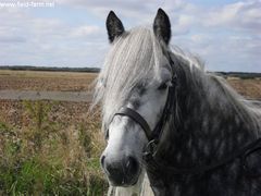 Photo - ludworth viking silver