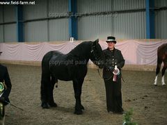 Photo - ludworth viking stallion showland elite evening 