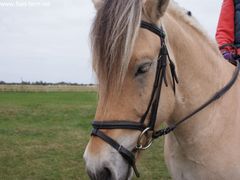 Photo - Riding Club training event with Amy McMahon