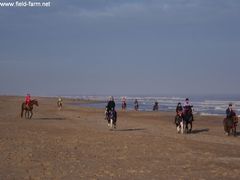 Photo - Christmas beach ride 5