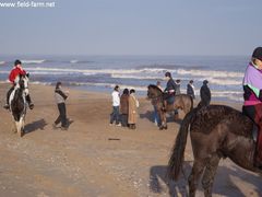 Photo - Christmas beach ride 16