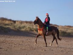 Photo - Christmas beach ride 20