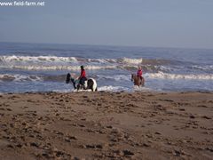 Photo - Christmas beach ride 27