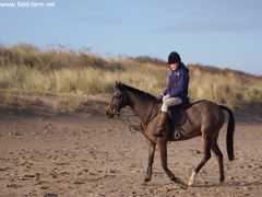 Photo - Christmas beach ride 28