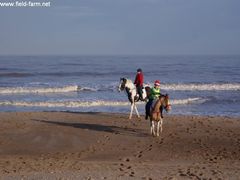 Photo - Christmas beach ride 31