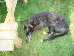 Photo - Bryan the lurcher