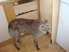 Photo - Zebby the lurcher