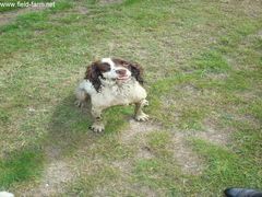 Photo - Scoop the Springer who has an under shot jaw!