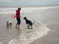 Photo - Fun on the beach, ready to chase the frisbee!