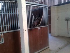 Photo - Magic in his stable, just like home 