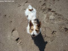 Photo - Sprite's first time on the Beach