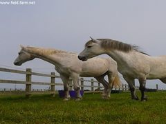 Photo - Lynx and Storm being Nosey