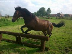 Photo - Reegie jumping on cross country course