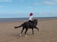 Photo - beach riding