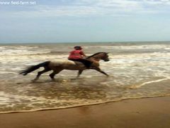 Photo - Beach Boy June 2017